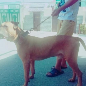 Pitbul