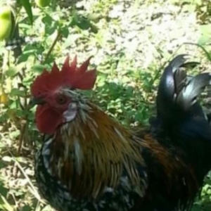 Yaponka ..prablemsiz heyvandı dərmanı vaksini hamsı olunub vaxdı vaxdı