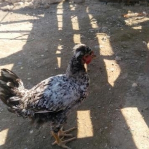 Kekilli cil