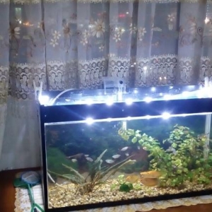 akvarium sarilir 50litrlik. olculeri 64*22*35 yalniz bosh akvarium ve