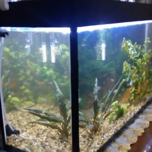 akvarium sarilir 50litrlik. olculeri 64*22*35 yalniz bosh akvarium ve