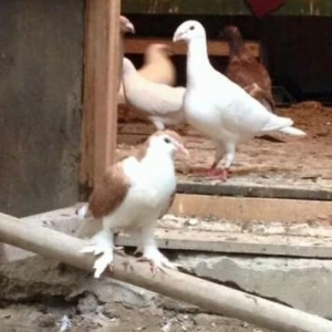 fotoda gördüğünüz iki heyvanada maya axtariram satan varsa muraciet et