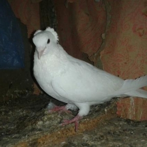 kom satiram