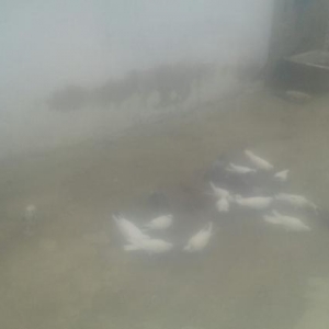 Quş satılır