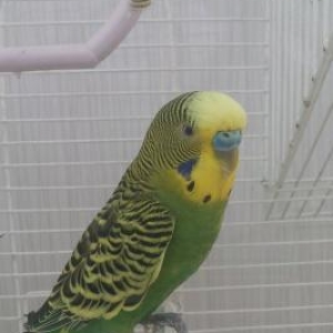 Papuqay satilir