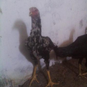 6ayliq cal xoruz