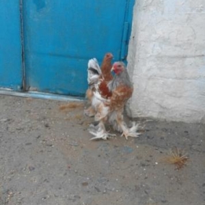 brama təcili satılır cütü təmizdilər 5aylıqdılar