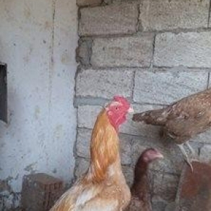 Heyratilar