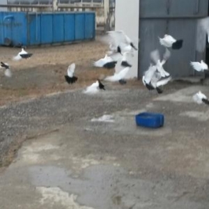 Quşlar
