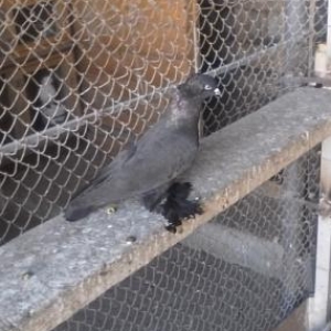 qara kekili leleyli qara maya lazimdi kimde varsa bu nomreye zeng etsi