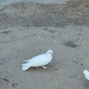 Ağ quşlar