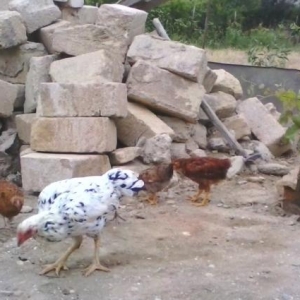 Quşlar