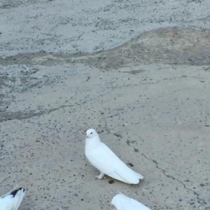 Ağ quşlar