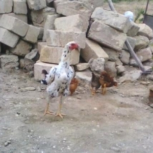 Quşlar
