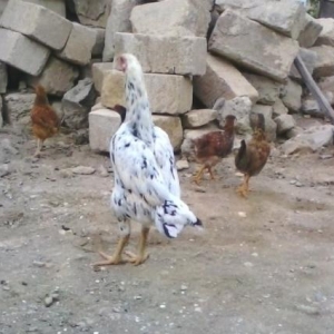 Quşlar