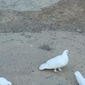 Ağ quşlar