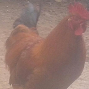 Quşlar