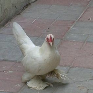 quwlar