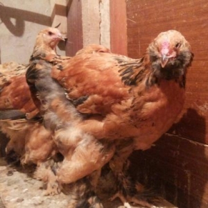 Buff brama