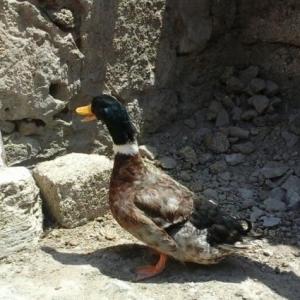 Yaşılbaş ördək satıram ərkəy