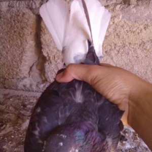 Göyərçin