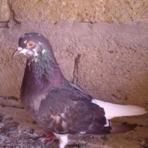 Göyərçin