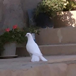 Quş