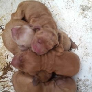 koker spaniel