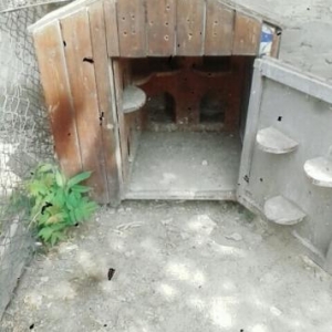 Quş budkası