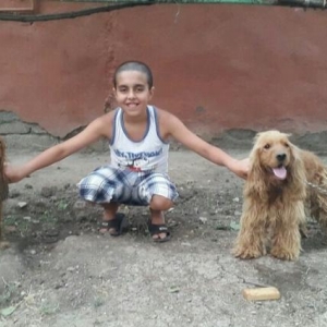koker spaniel