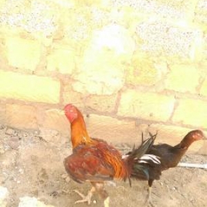 Temiz cins heyrati