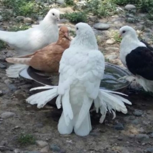 ayağları lələkli pavlin göyərçini axtarıram.