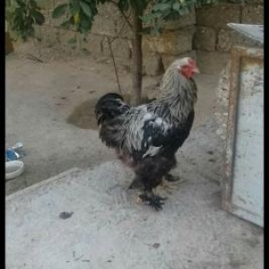 brama