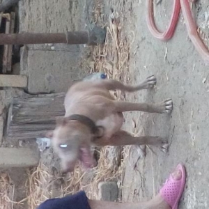 Pidbull
