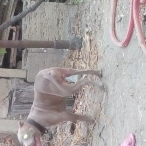 Pidbull