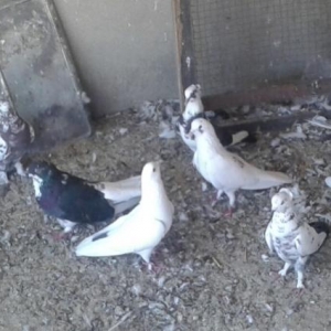9 denesi