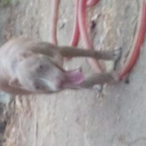 Pidbull