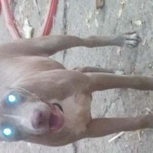 Pidbull
