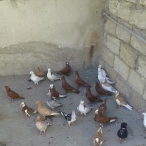 Goyercinler Satilir