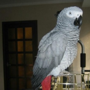 Popuqay  JACO