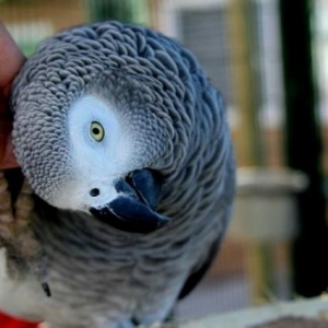 Popuqay  JACO