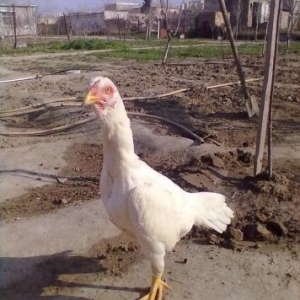 Quş