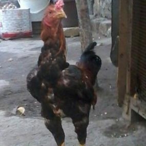 Quşlar