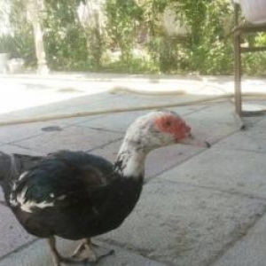 Lal ördək