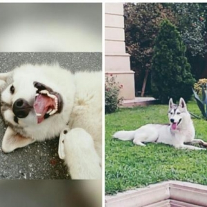 Sibirski Husky Rusiyadan alinib . Coxly yariw medallari var telim keci