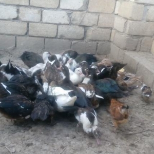 Quşlar
