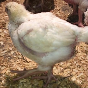 kuban sortu