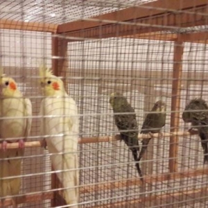 korella papuqayı