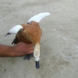 Quşlar
