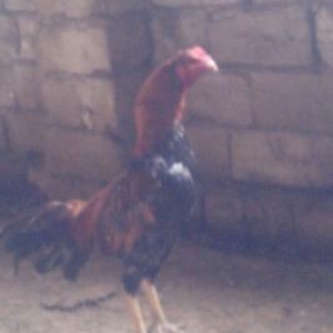 heyreti xoruzu